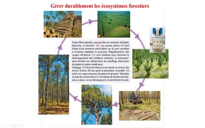 gestion foret