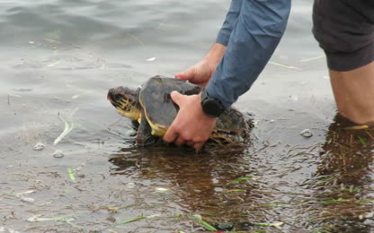 Découverte par la classe environnement d’une tortue caouanne baie du Lazaret