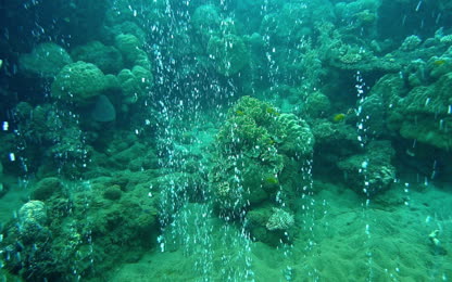 Acidification des océans – Comment les organismes vont-ils s’adapter ?